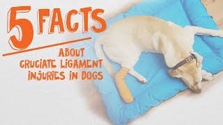 5 Things Dog Owners Need to Know About Cruciate Ligaments [upl. by Brenda289]