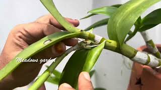 Dendrobium orchid propagation easy method [upl. by Marfe]