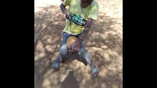 Kaka Daudi Musyoka🙋Kamba Boy diving a guard according to Kamba Culture to use as poriage utensil [upl. by Eirot369]