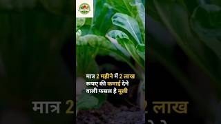 Radish Farming मूली की खेती farming shorts unique innovation successmindset agriculture [upl. by Trelu]