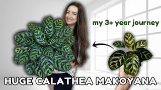 Plant Feature of the Month 🪴  New Series Featuring Calathea Makoyana  Episode 2 [upl. by Lagas156]