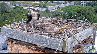 Chick gets stepped on mortally injured amp too weak from lack of food Passes away 2022 06 11 09 35 [upl. by Nnaid]