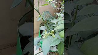 Ulcer plant u know🤔 viral shorts [upl. by Lydell]