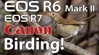 Canon R6 Mark II amp R7 Bird Photography [upl. by Aikkin]