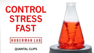 How to Control Stress in RealTime  Huberman Lab Quantal Clip [upl. by Jacki91]