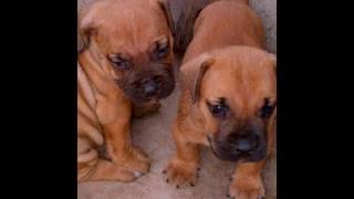 100 Pedigree Dog Puppies Available for sale in Nigeria [upl. by Prent]