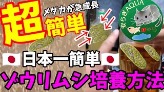 超簡単！ゾウリムシを生茶で増やす培養方法！（作り方増やし方）とメダカ針子稚魚の与え方【日本一簡単にレクチャー】冬場のメダカ屋内飼育に必要不可欠な生き餌！安らぎAQUAちゃんねる [upl. by Hanima]