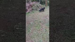 Cachorro curioso Balu SHORT [upl. by Velda131]