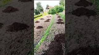 Farm Tilling Step 2 agriculture strawberry farming tractor tilling corporate [upl. by Padgett]