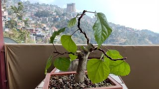 Hibiscus BonsaiPruningWiring [upl. by Pressey962]