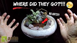 My New OPEN ISLAND Ant Farm Didnt Go As Planned [upl. by Ennovart]