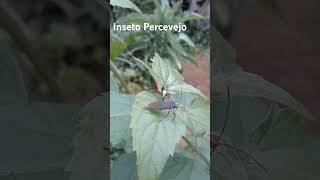 Inseto multicolorido🐞Percevejo [upl. by Rue]