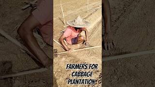 Farmers for Cabbage plantationAmazing World Views [upl. by Ileray]