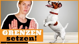 In der Hundeerziehung Führung übernehmen I Dem Hund richtig Grenzen setzen I Frustrationstoleranz [upl. by Yorgos]