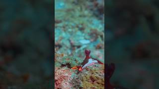 Nembrotha chamberlaini fact shorts tredingshorts Nembrotha mustafa animals sea oceanwildlife [upl. by Beker]