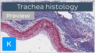 Trachea cells tissues histology slides preview  Human histology  Kenhub [upl. by Millburn778]