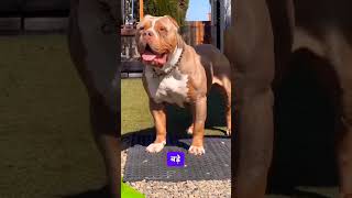 Rottweiler vs Pitbull Battle of the Strongest 😲 shorts pitbull rottweiler [upl. by Akemet3]