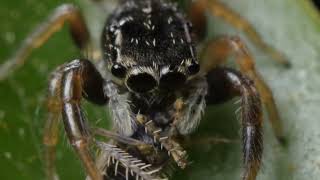 Spider w Snoop itsybitsyspider spinner spider arachnid jumpingspiders [upl. by Ynnel]