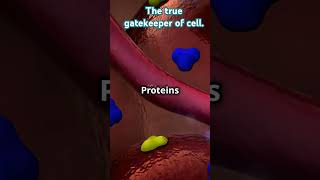 Ultrastructure of cell membrane Fluid mosaic model summarised within a minute education shorts [upl. by Nnyw]