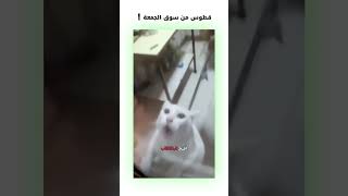 قطوس من سوق الجمعة 😂  دبلجةمضحكة ضحك اكسبلور السعودية mykingo كوميديا funny دوبلاج قطط [upl. by Tharp]