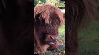 Highland cow spotting at pollock glasgow highland [upl. by Harwill]