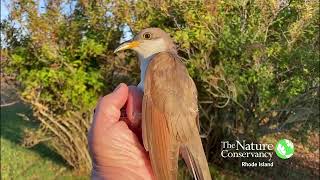 Yellowbilled Cuckoo  Nature Near You [upl. by Slifka803]