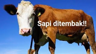 Viral pemotongan sapi dengan cara ditembak bagaimana metode stunning sapi menurut syariat islam [upl. by Neirbo341]