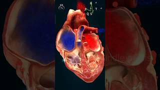 PQRST Wave  shorts ecg heart nursingking bloodcirculation [upl. by Jaquelin201]