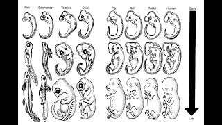 comparative embryology [upl. by Declan]