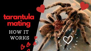 Tarantula Mating How It Works [upl. by Annoj203]