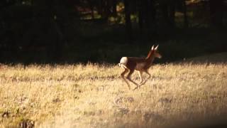 Run Baby Antelope  Run [upl. by Cochrane]