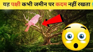 यह पक्षी कभी जमीन पर पैर नहीं रखता shorts amazing facts Hindi [upl. by Yenetruoc]