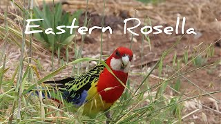 Eastern Rosella in the wild [upl. by Triley]