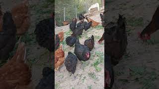 Tavuklara bol yeşillik verin doğalyaşam chicken tavuk farming [upl. by Yedsnil537]