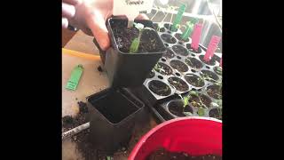 How to Fix Leggy Tomato seedlings [upl. by Erdnuaed637]