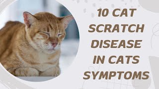 10 Cat Scratch Disease in Cats Symptoms [upl. by Anileme]