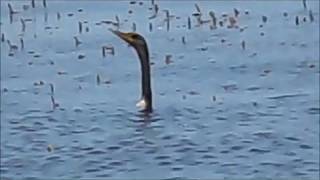 swimming anhinga [upl. by Shakti]