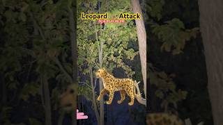 Leopard 🐆 Attack At Midnight on Camping leopard camping [upl. by Carly]