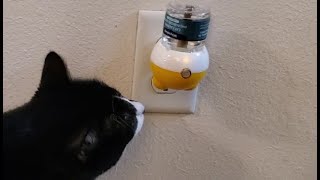 Woyamay Cat Calming Diffuser Kit  Do My Kitties Like It [upl. by Beverle966]