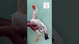 Top quality breeding female Parrot beak Aseel aseellovers parrotbeakaseel aseelfarm aseels [upl. by Anitsrhc]