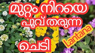 എന്നും മുറ്റം നിറയെ പൂക്കൾ വേണോ ഈ ചെടി മാത്രം വെച്ചാൽ മതിLantana plantഅരിപ്പൂവ്കൊങ്ങിണി പൂവ് [upl. by Nica]