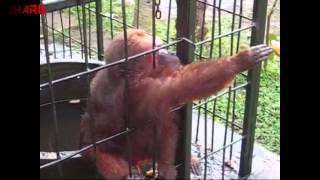 Ghetto Monkey Eating Bananas Funny Voiceover [upl. by Enahs432]