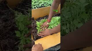 Tomato seedlings packing and parceling for agriculture  Sathish Nursery [upl. by Porty]