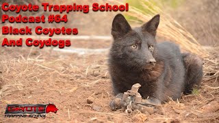 64 – Black Coyotes and Coydogs – Coyote Trapping School Podcast [upl. by Harriet]