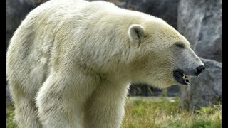 Fatal Polar Bear Attack On August 8th 2024 [upl. by Sille]