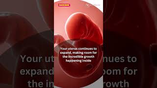 6 WEEK PREGNANT Whats Happening Inside You pregnant pregnancy pregnancysymptoms babyinwomb [upl. by Ahsinauq]