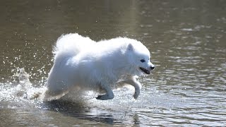 Japanese Spitz swimming GoPro 3 [upl. by Yeaton]