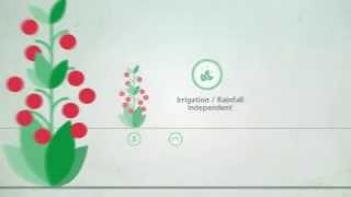 Controlled Release Fertilizers  Single Application Multiple Benefits [upl. by Fabio770]