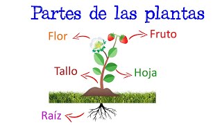 🌷 Partes de las Plantas y sus Funciones 🌻 Fácil y Rápido  BIOLOGÍA [upl. by Saidnac193]