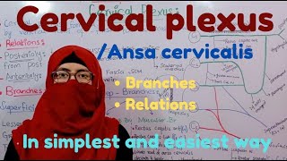 Cervical plexus  relations  branches  ansa Cervicalis  head and neck  ayesha medical education [upl. by Camm684]